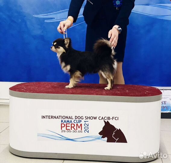 Вязка с Чемпионом, д/ш