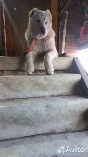 Вязка алабай