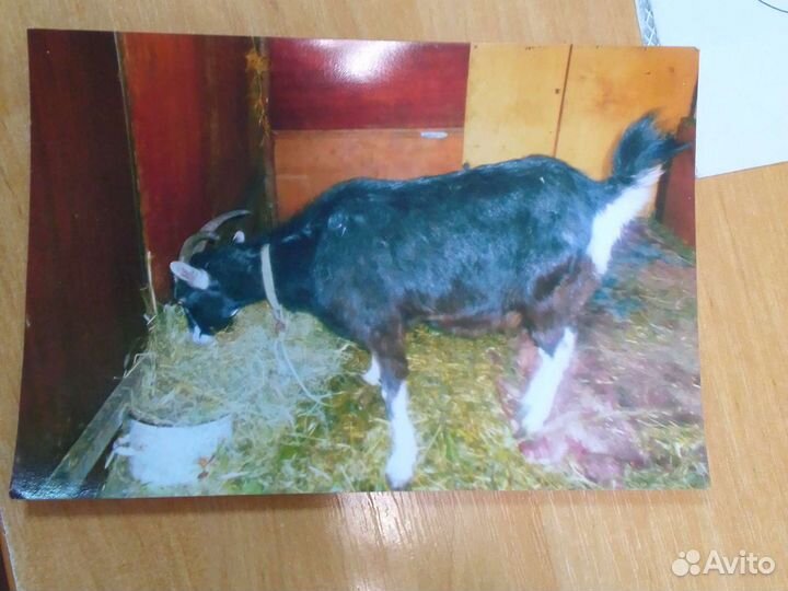 Коза заянская