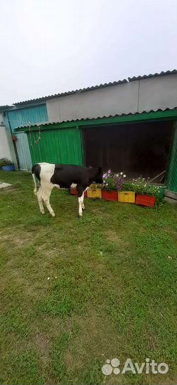 Телка
