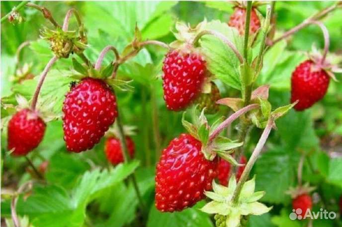 Земляника ремонтантная, клубника садовая