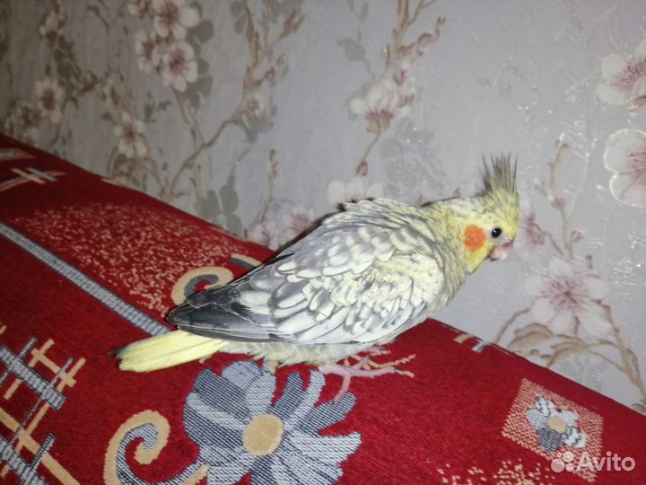 Попугай корелла птенец