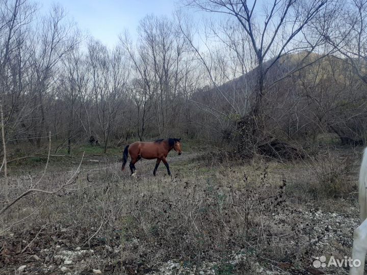 Лошади