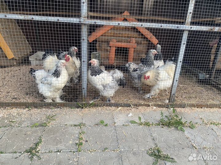 Породистая птица