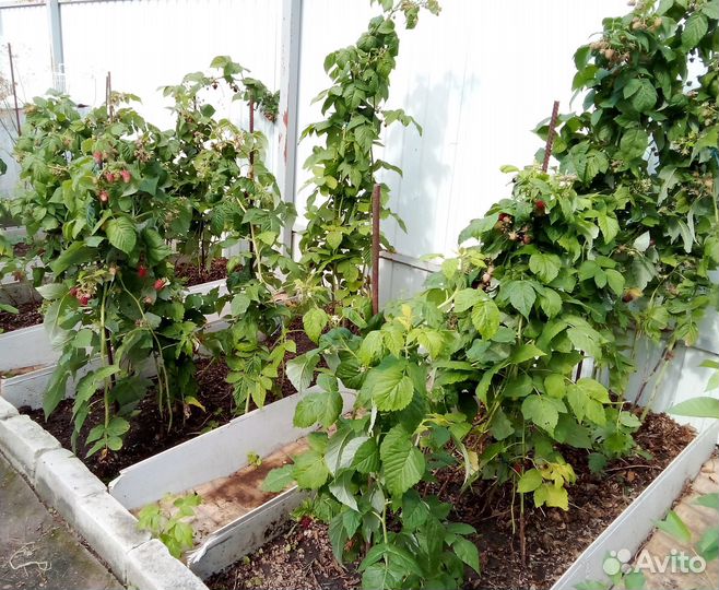 Ежевика, малина саженцы