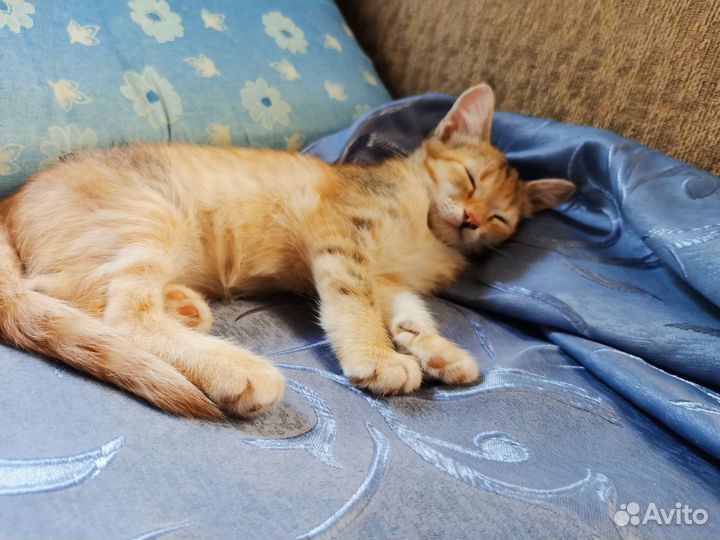 Котёнок в дар