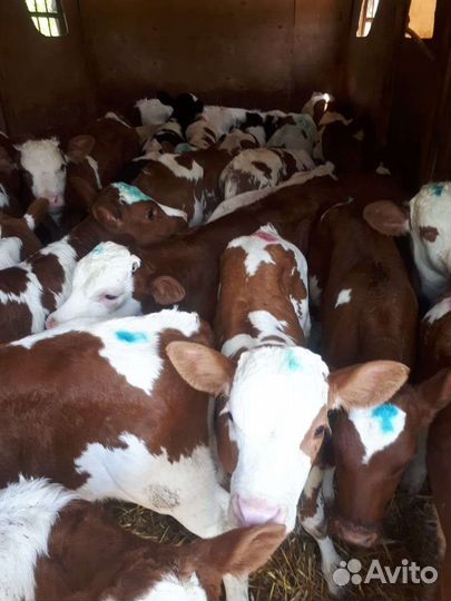 Бычки и быки