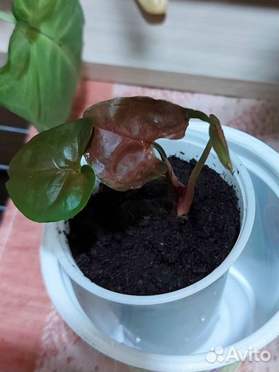 Сингониум Брокант