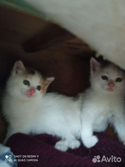 Кошка в дар бесплатно