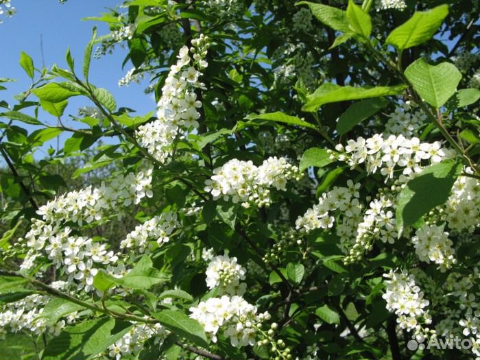 Черёмуха, саженец