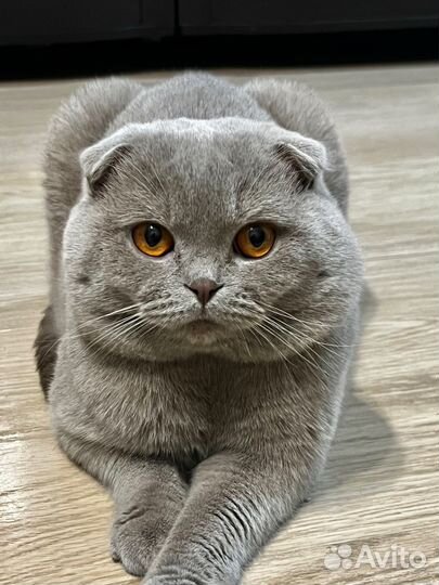 Кот для вязки, Шотландец