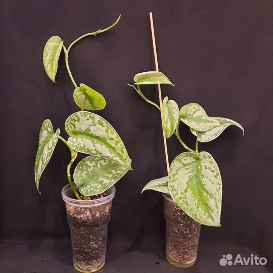 Сциндапсусы