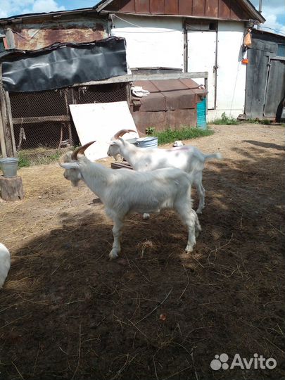 Продаются 2 козла эааненской породы