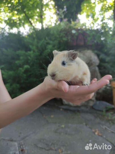 Морские свинки