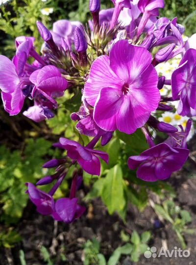 Флоксы (саженцы)