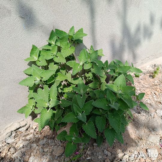 Мята лимонная