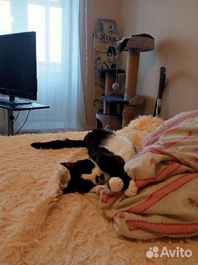 Передержка котов и кошек