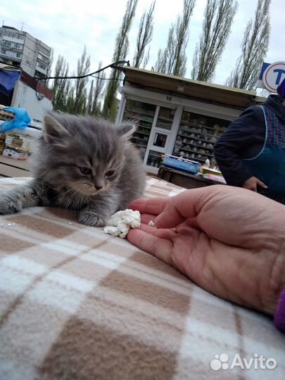Котик сибирский