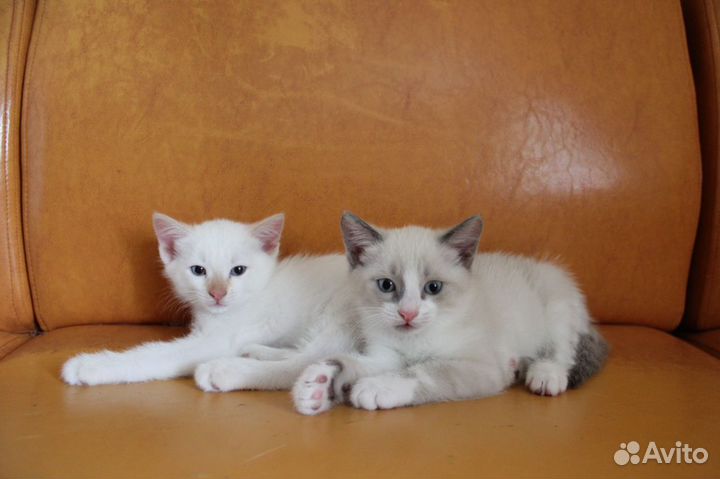 Отдам котят