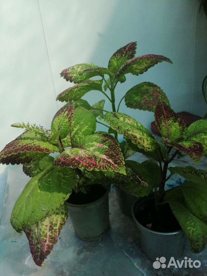 Колеус аватар