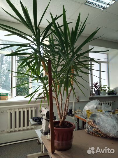 Пальма Юкка