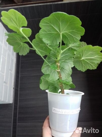 Герань белая и красная (пеларгония зональная)