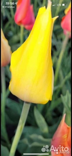 Луковицы тюльпанов