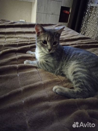 Кошка кот