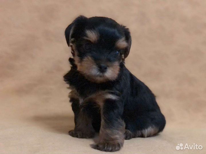 Йоркширский терьер