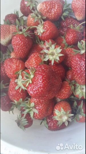 Принимаю заказаз на саженцы клубники