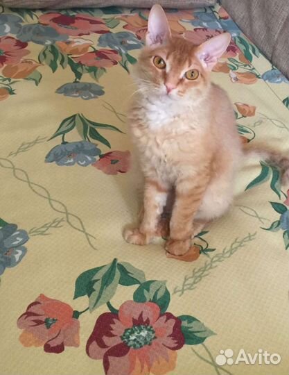 Кошка в дар бесплатно