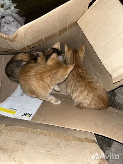 Котята в добрые руки