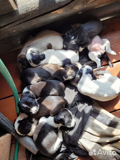 В добрые руки