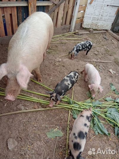 Поросята ландрас дюрок