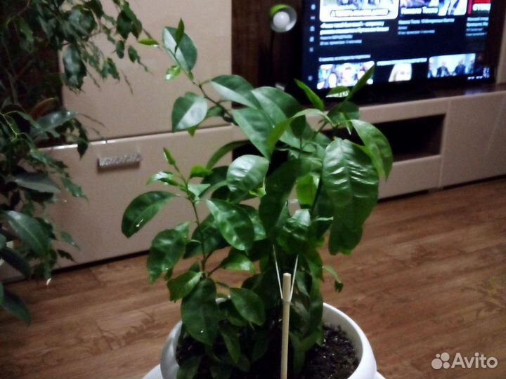 Лимонное дерево