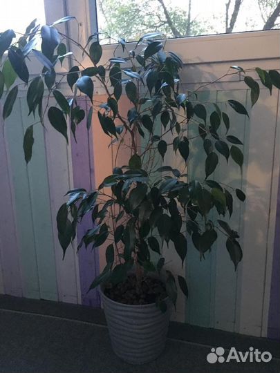 Фикус бенджамина большой
