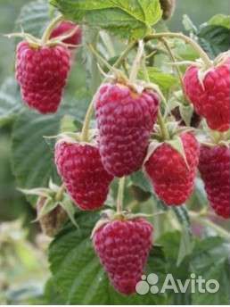 Малина рассада ремонтантная сладкая
