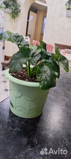 Калатея,ктенанта,циропегия,драцена,филодендрон