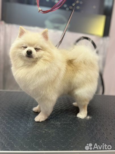 Грумер на дом стрижка собак