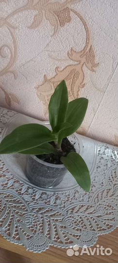 Традесканция ампельная, зеленая