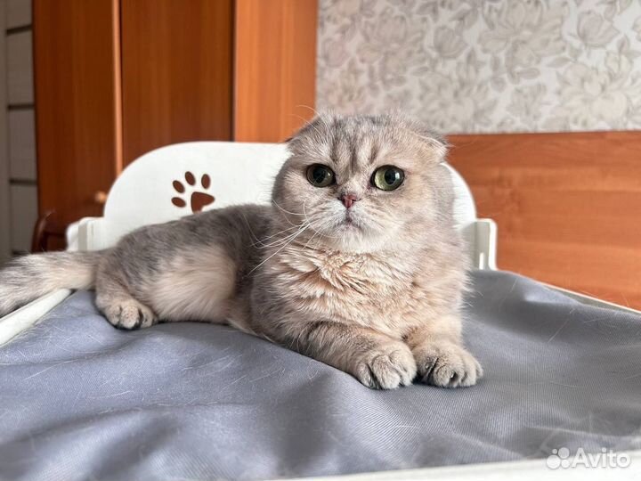 Шотландская вислоухая
