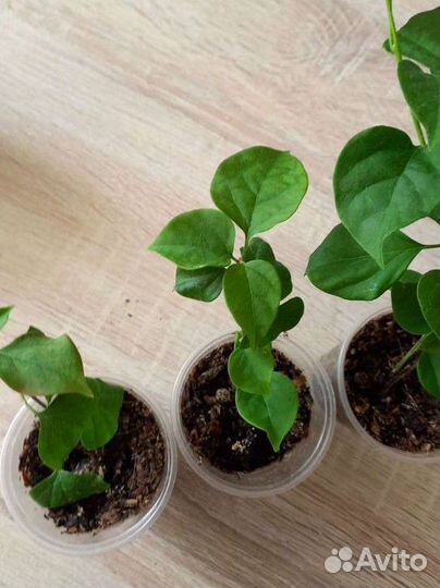 Бугенвиллия черенки