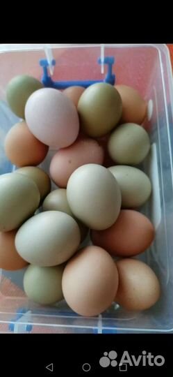 Продам инкубационное яйцо