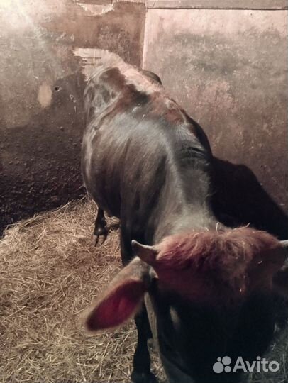 Сельхоз животные