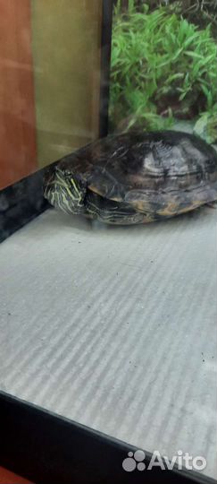 Черепашки водяные 2 шт