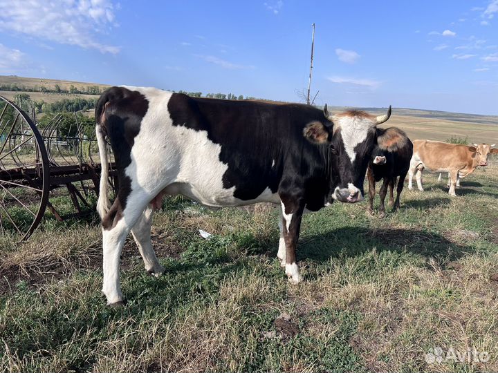 Корова с теленком бычок
