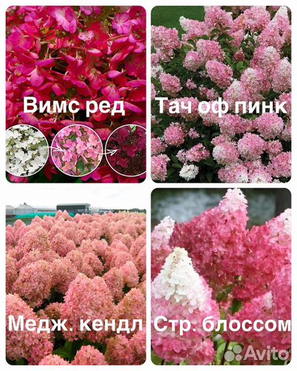 Гортензия метельчатая