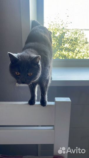 Британка ищет дом