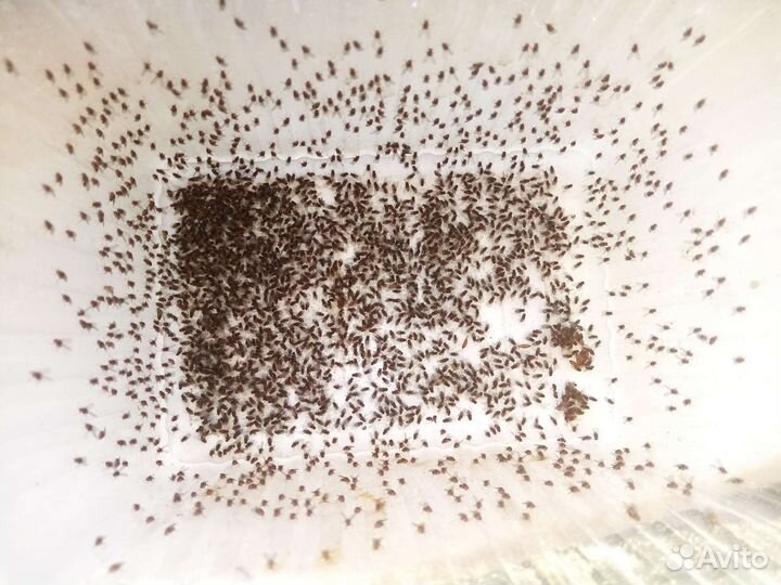 Муха дрозофила