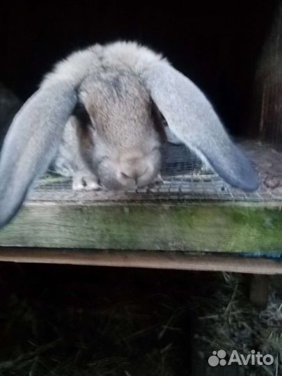 Кролик и крольчата мясных пород